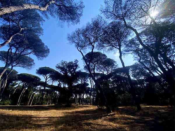 view of the pine forest near Ostia