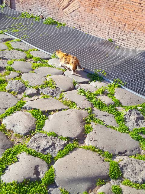 trajans market paving with ginger cat trajans market paving with ginger cat