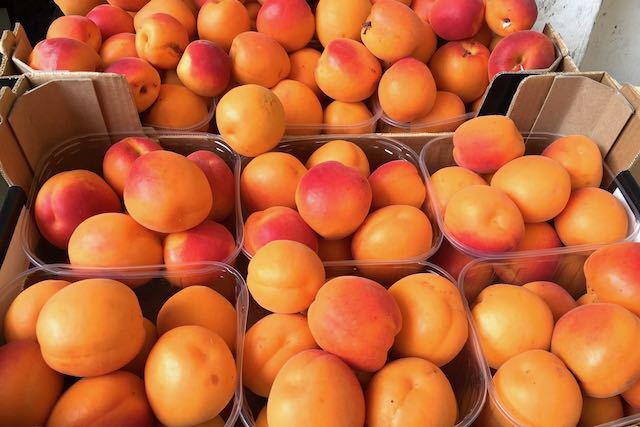 apricots in summer in rome