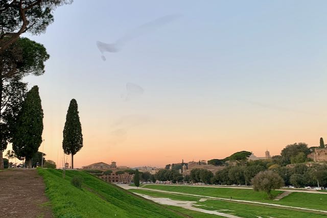 bird murmurations at circus maximus