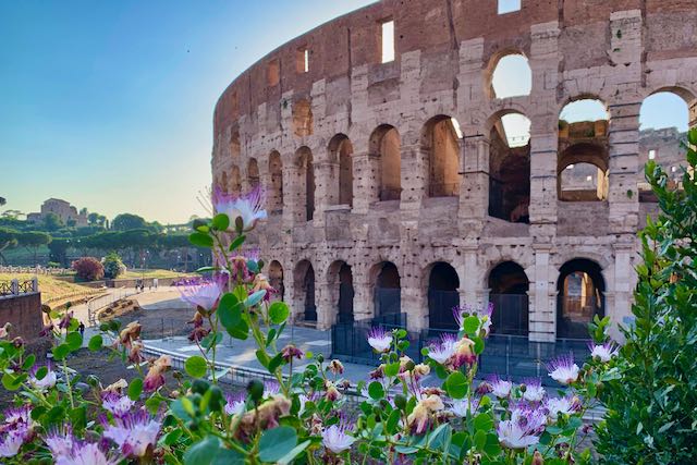 caper flowers at the colosseum in rome in june