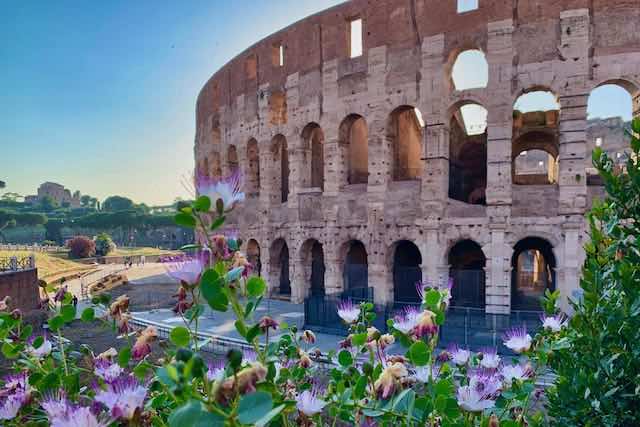colosseum flowers summer colosseum flowers summer