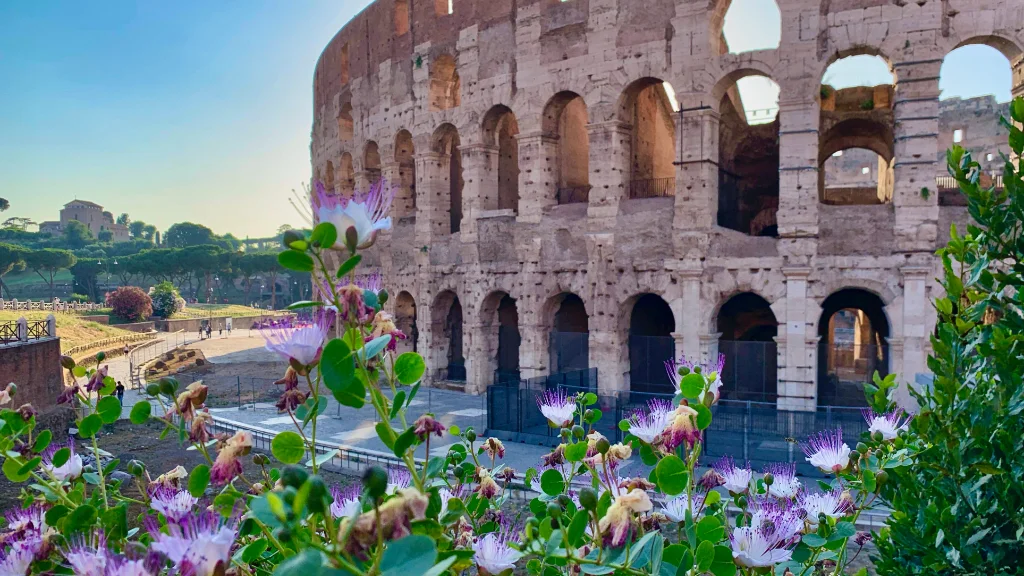 colosseum summer flowers colosseum summer flowers