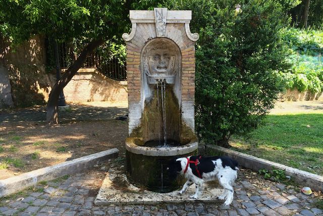 drinking fountain with dog fountain too
