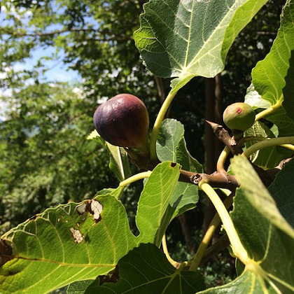 fig tree in season
