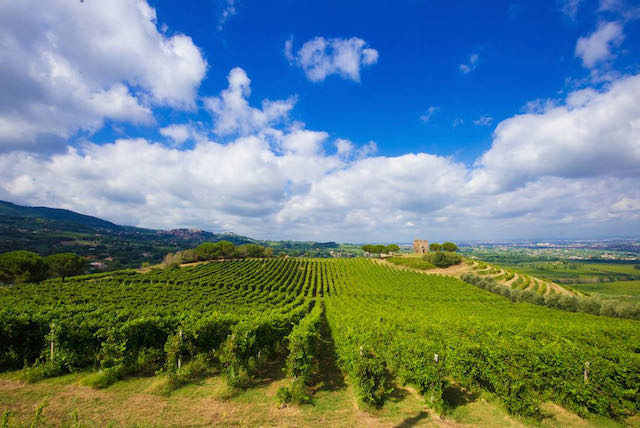 vineyards and hills in Frascati near Rome rolling hills and vineyards in Frascati just outside Rome