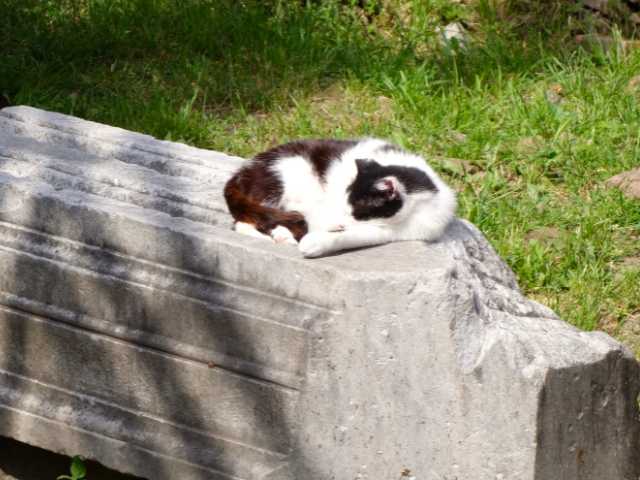 cat sitting on a ruined column in Largo di Torre Argentina