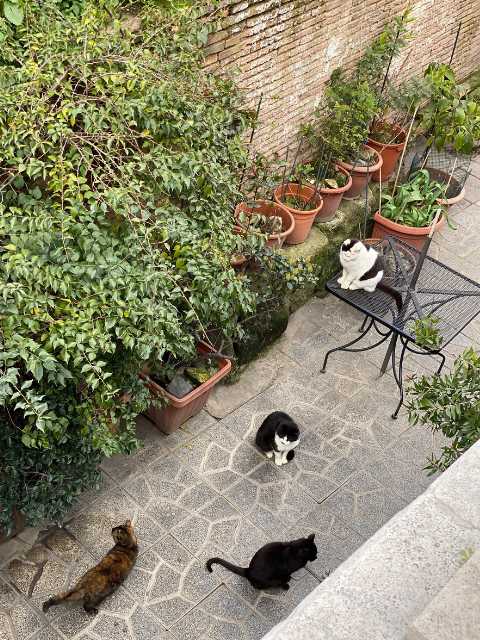 Largo di Torre Argentina cat sanctuary