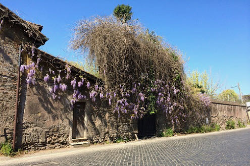 wistera appia antica