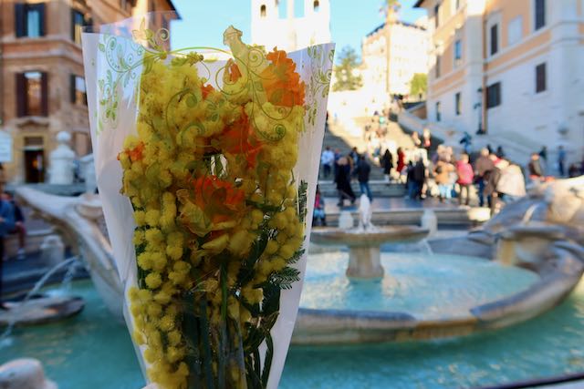 mimosa flowers at spanish steps