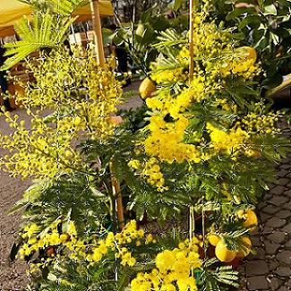 mimosa flowers for international women's day