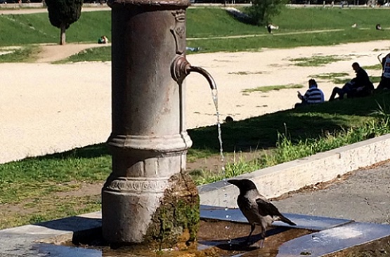 bird drinking from fountain