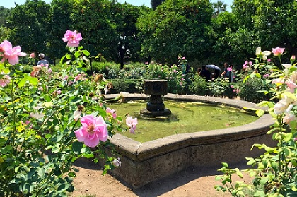 palatine hill rose garden palatine hill rose garden