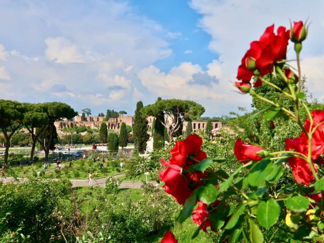 rose garden palatine background