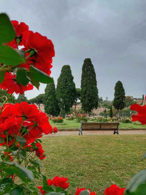 red flowers framing a view of the rome rose garden