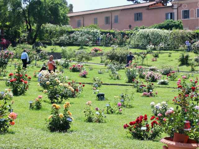 rose bushes in the rome rose garden in full bloom