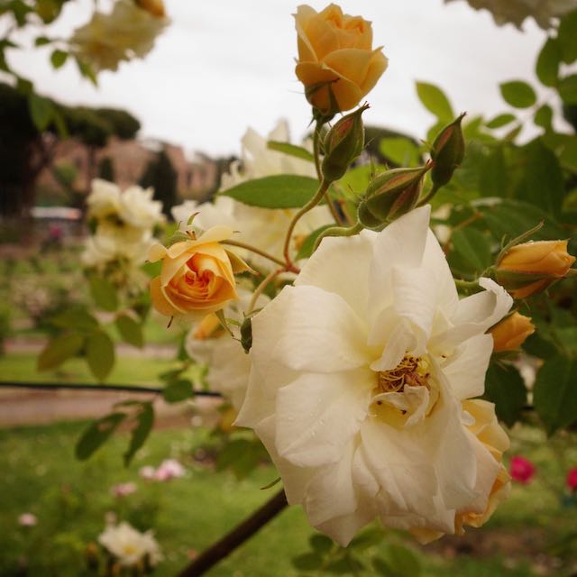 rose garden in rome rose garden in rome