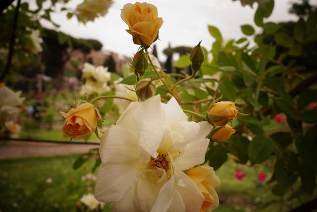 roseto rose garden in may