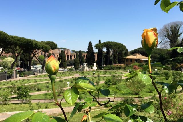 roseto rose garden roses getting ready to bloom in rome's roseto rose garden in early spring