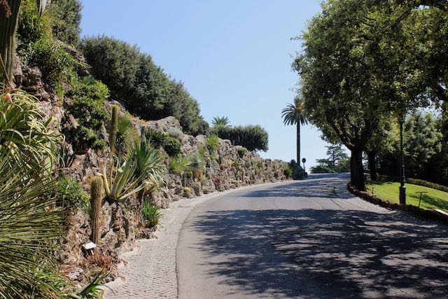 cactus garden behind the Vatican