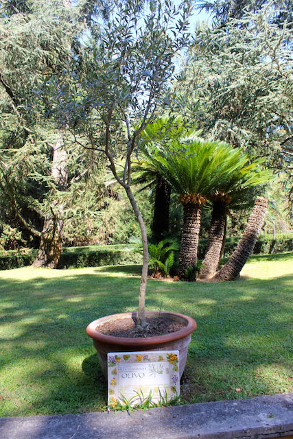 mini-garden of herbs and bush species