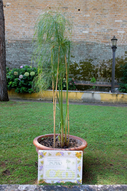 papyrus plant in vatican garden