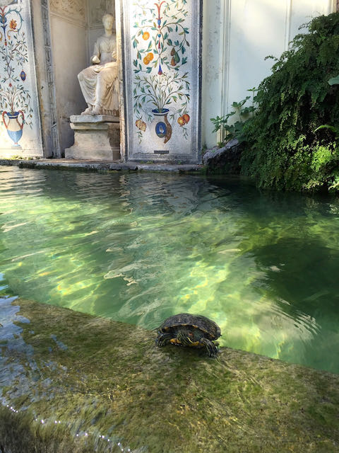 fountain in gardens at vatican, with turtle