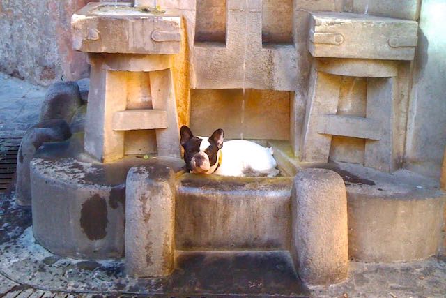 噴水で犬を冷やす
