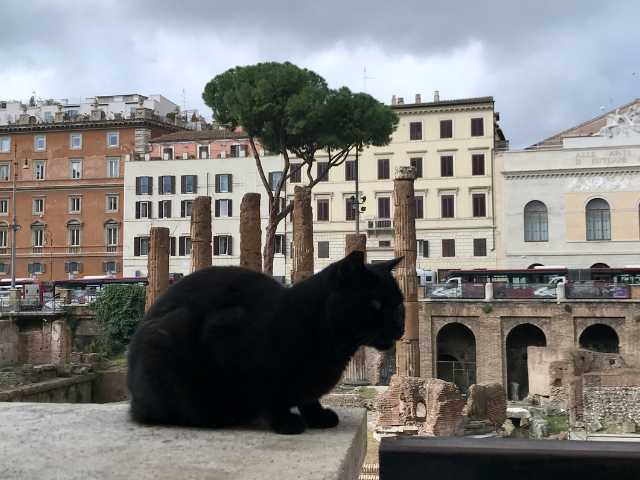 black cat on the ruins of Largo di Torre Argentina